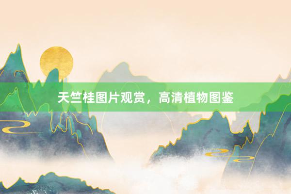 天竺桂图片观赏，高清植物图鉴